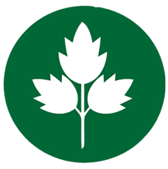 Sedano